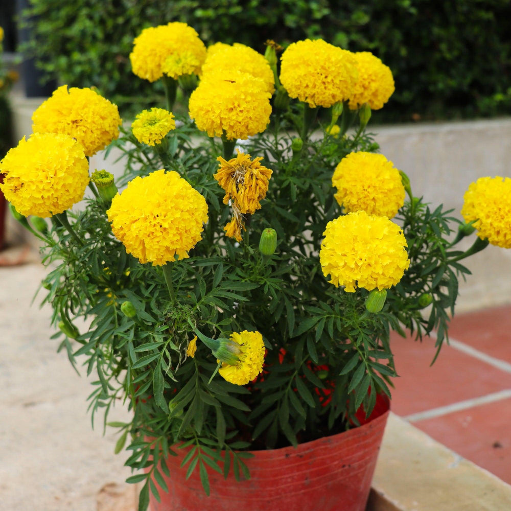 ~ Marigold, Assorted Colors-ServeScape