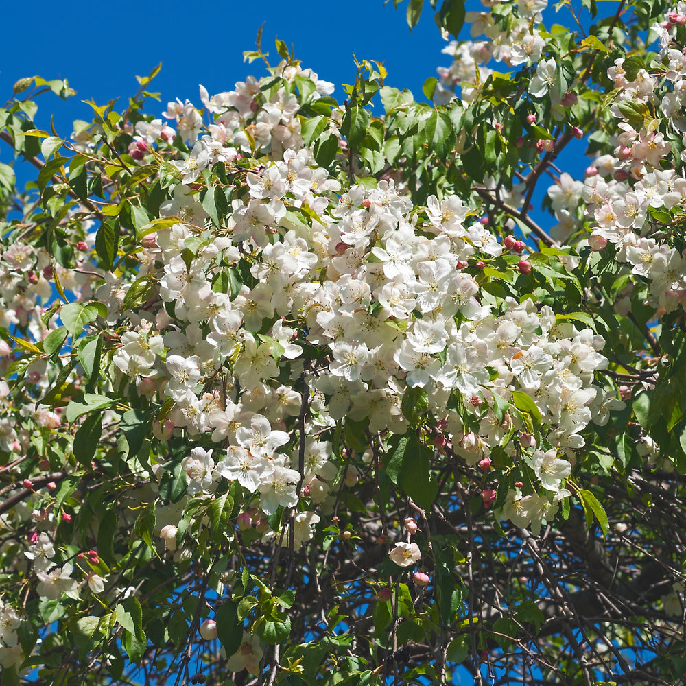 Malus 'Red Jade' ~ Red Jade Weeping Crabapple-ServeScape