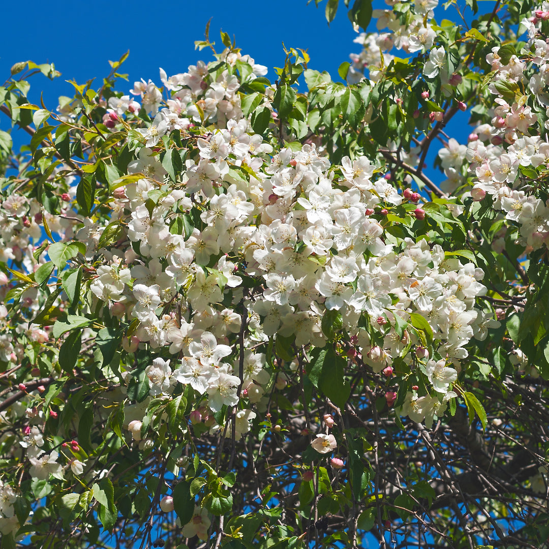 Malus 'Red Jade' ~ Red Jade Weeping Crabapple-ServeScape