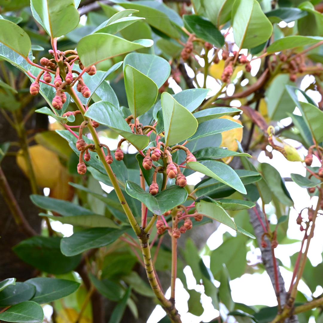 Rhodoleia henryi ~ Hong Kong Rose-ServeScape