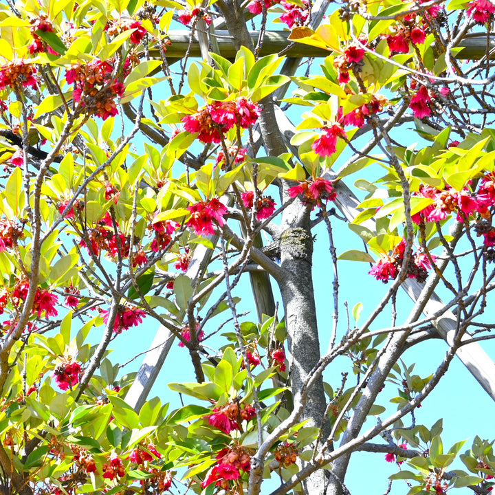 Rhodoleia henryi ~ Hong Kong Rose-ServeScape