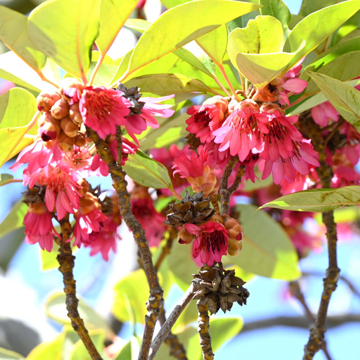 Rhodoleia henryi ~ Hong Kong Rose-ServeScape