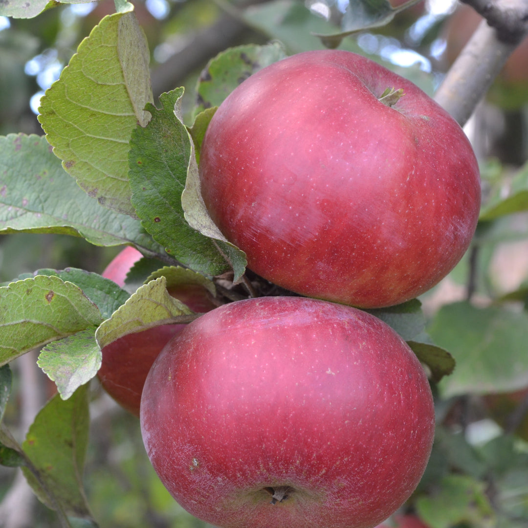 Malus domestica 'Johnathan' ~ Johnathan Apple-ServeScape