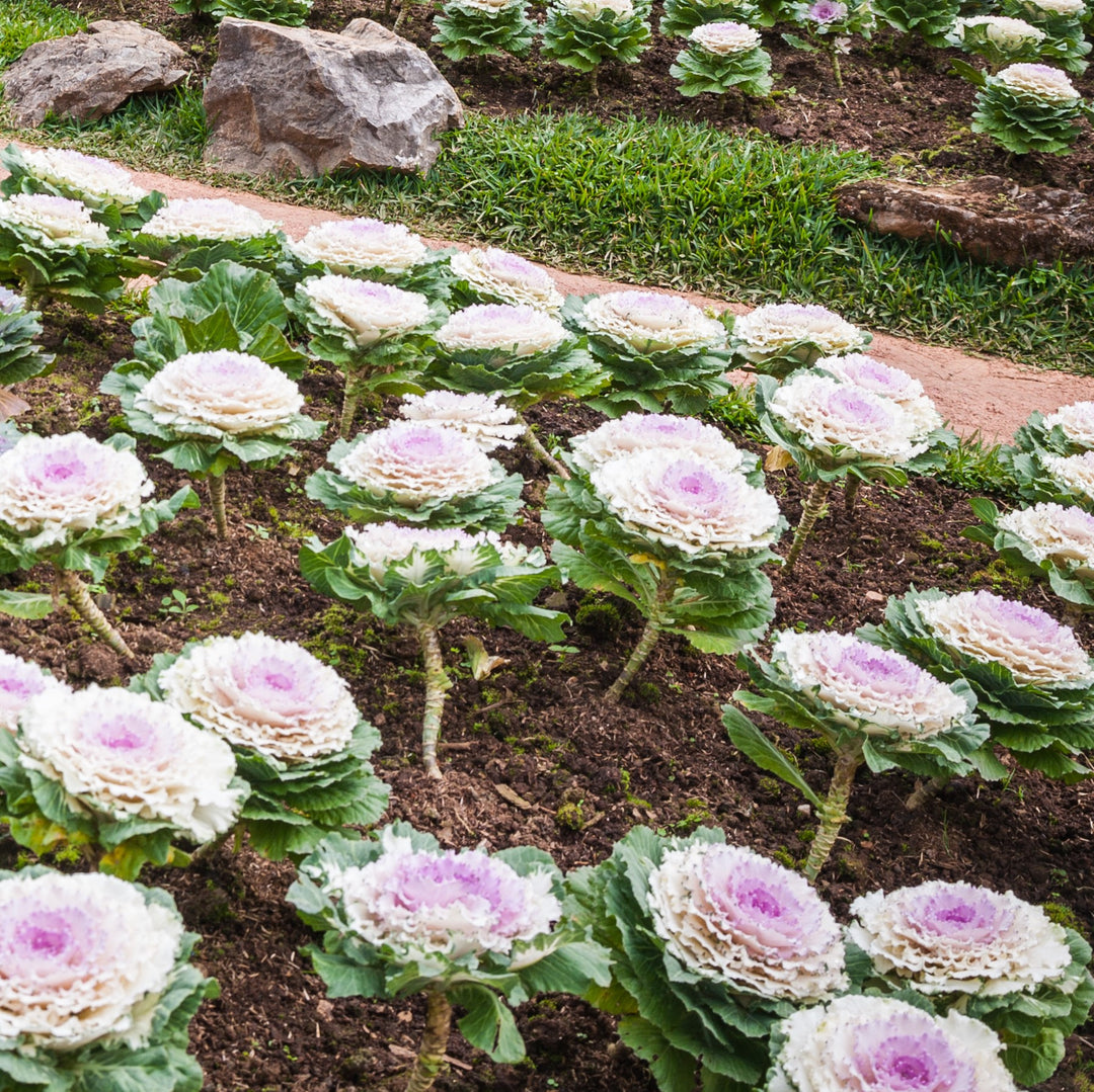 Brassica oleracea (Acephala Group) 'Color Up White' ~ Color Up White Ornamental Cabbage-ServeScape