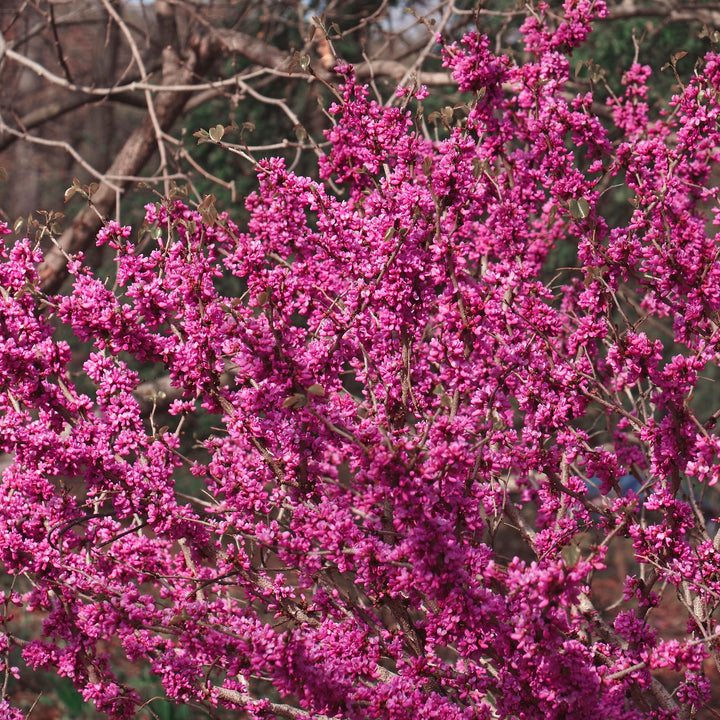 Cercis chinensis 'Don Egolf' ~ Don Egolf Chinese Redbud-ServeScape