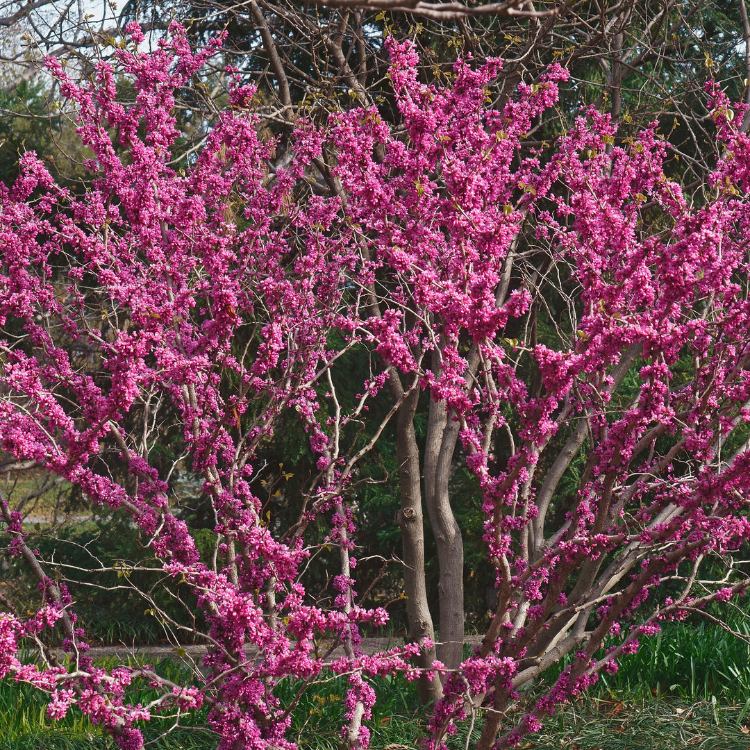 Cercis chinensis 'Don Egolf' ~ Don Egolf Chinese Redbud-ServeScape