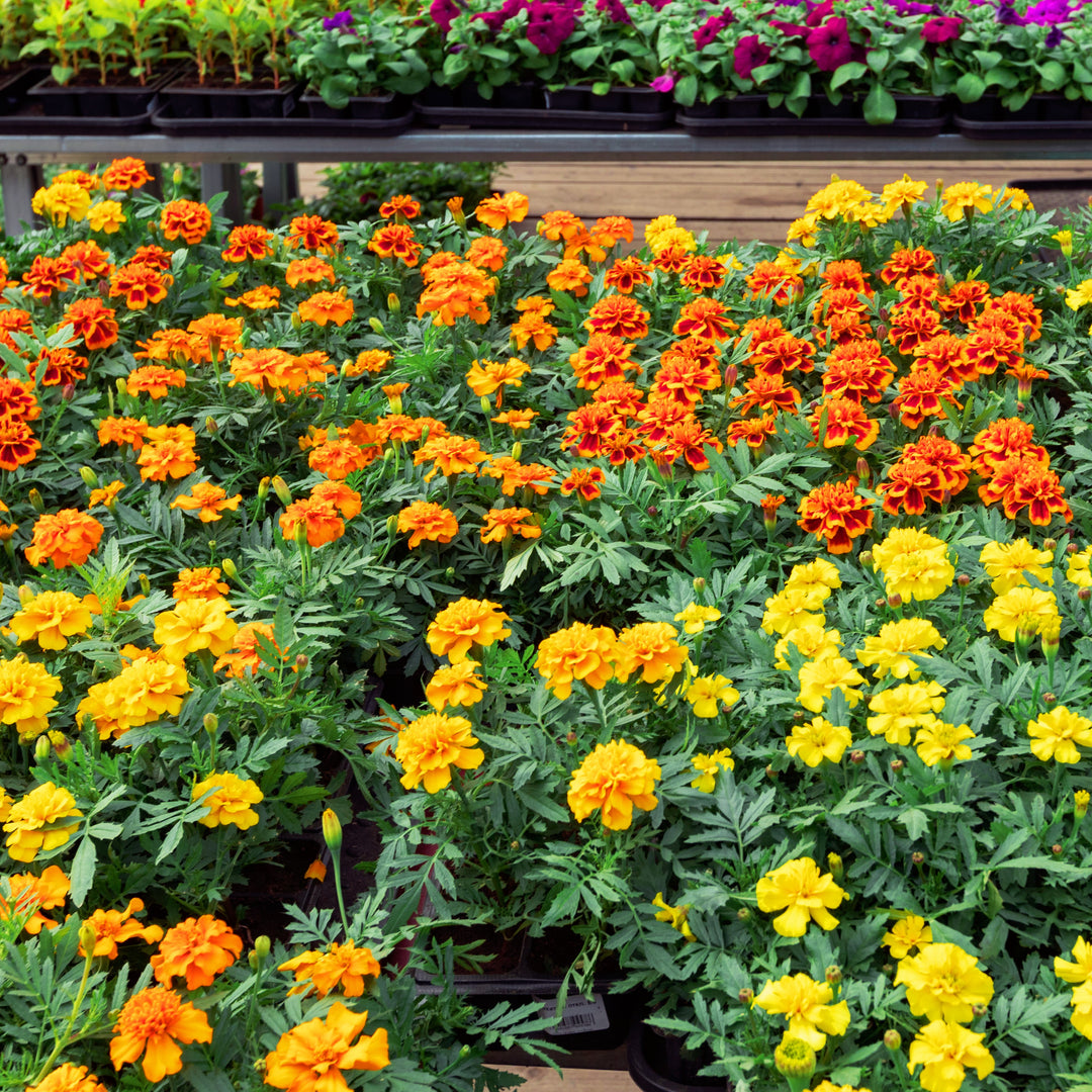 ~ Marigold, Assorted Colors-ServeScape