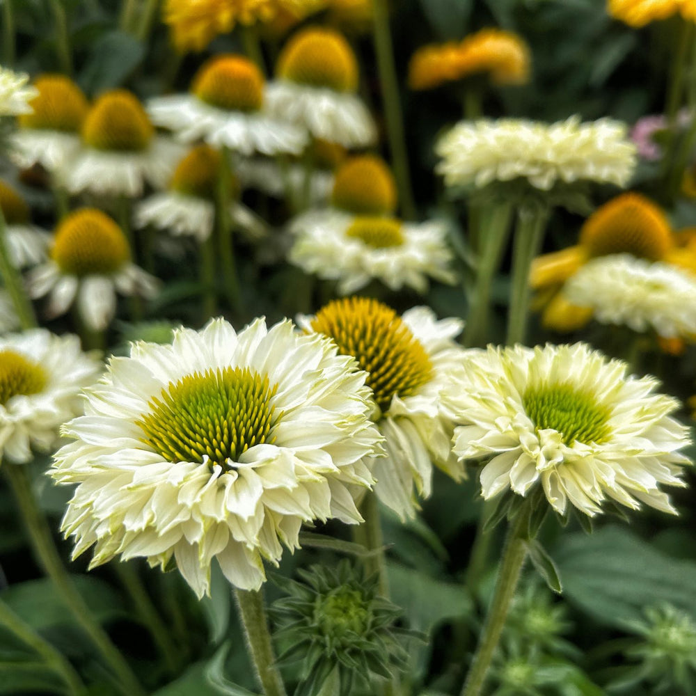Echinacea 'Ifecsswp' ~ SunSeekers® White Perfection Coneflower-ServeScape