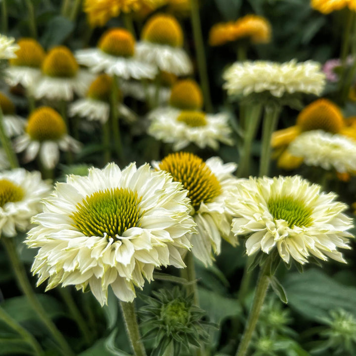 Echinacea 'Ifecsswp' ~ SunSeekers® White Perfection Coneflower-ServeScape