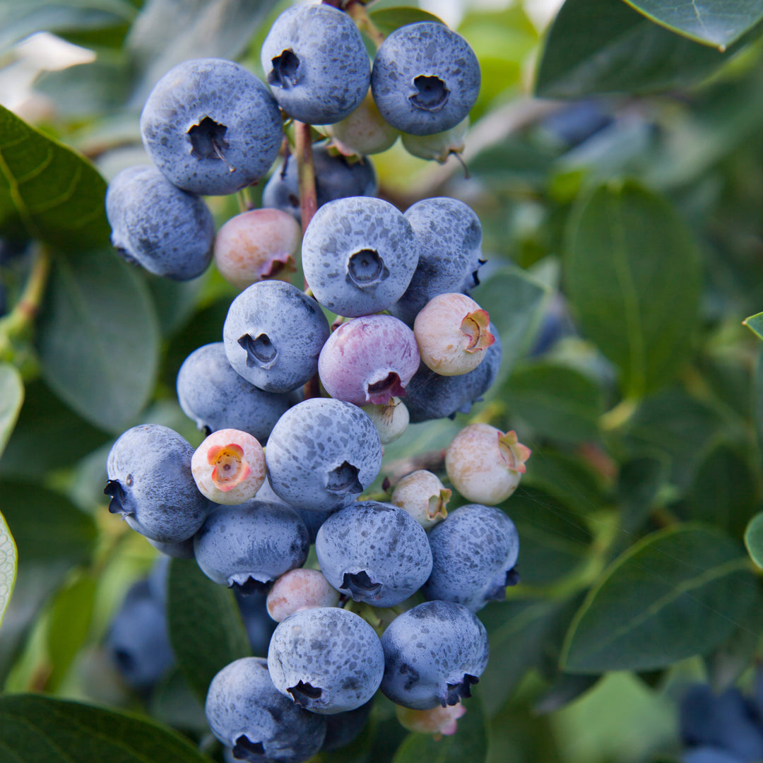 Vaccinium corymbosum 'Jewel' ~ Jewel Blueberry-ServeScape