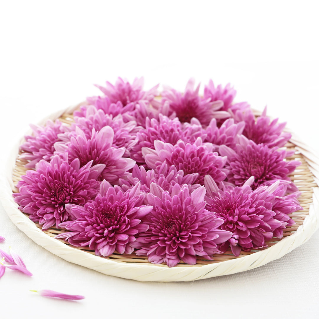 Chrysanthemum x morifolium 'Arluno Dark Pink' ~ Belgian Mum® Arluno Dark Pink Mum-ServeScape