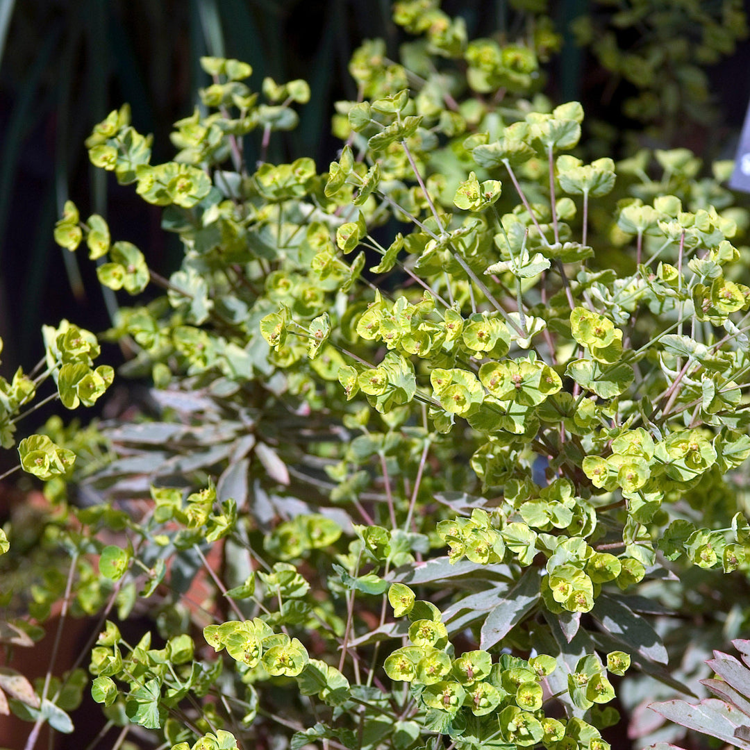 Euphorbia 'Inneuphhel' ~ Helen's Blush Euphorbia-ServeScape