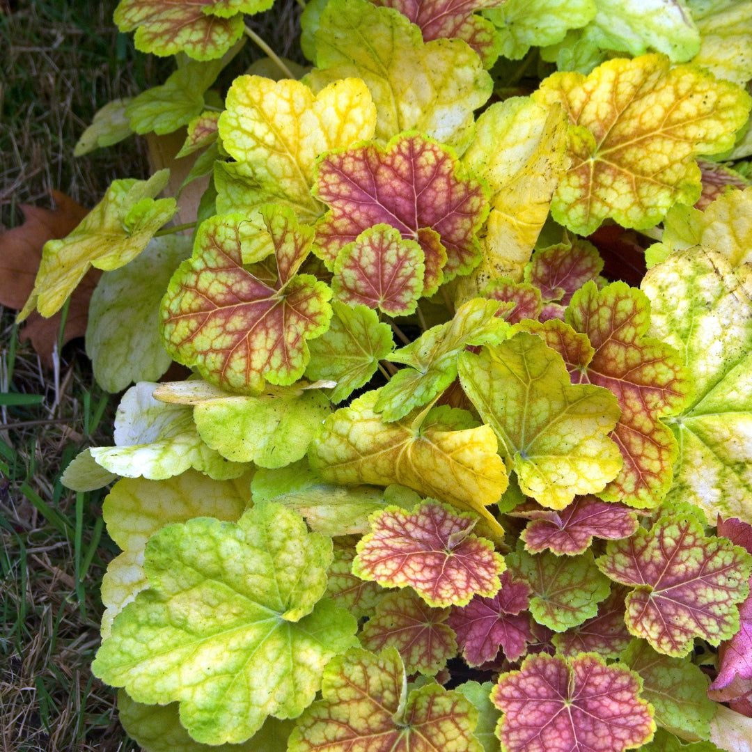 Heuchera 'Tiramisu' ~ Tiramisu Coral Bells-ServeScape