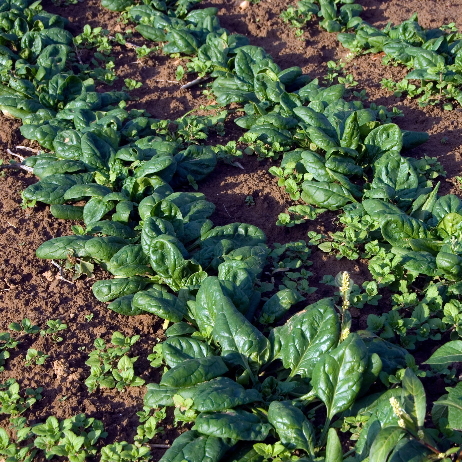 Spinacia oleracea 'Tyee' ~ Tyee Spinach-ServeScape