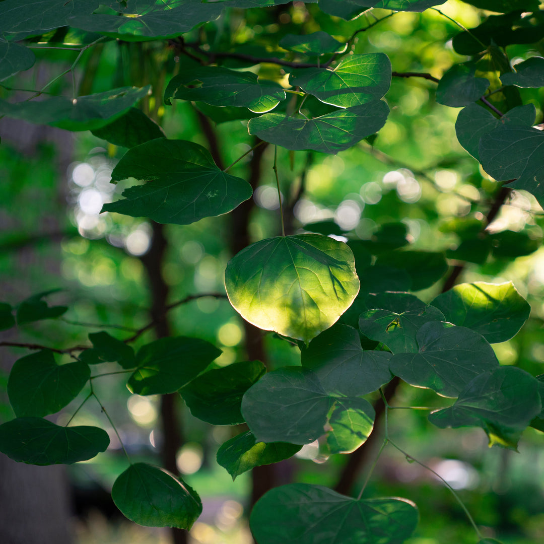 Cercis canadensis 'Pink Heartbreaker' ~ Pink Heartbreaker® Redbud-ServeScape