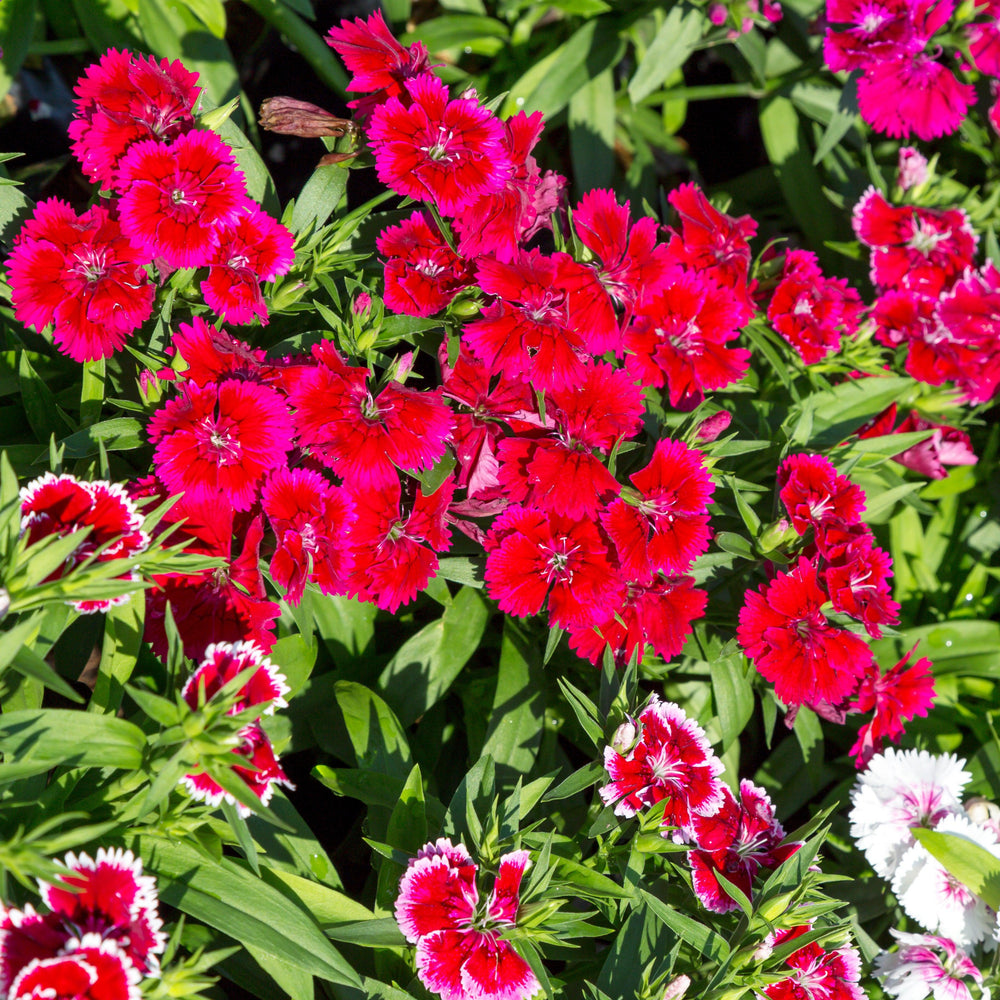 Dianthus 'PAS96811' ~ Ideal Select™ Red Dianthus-ServeScape