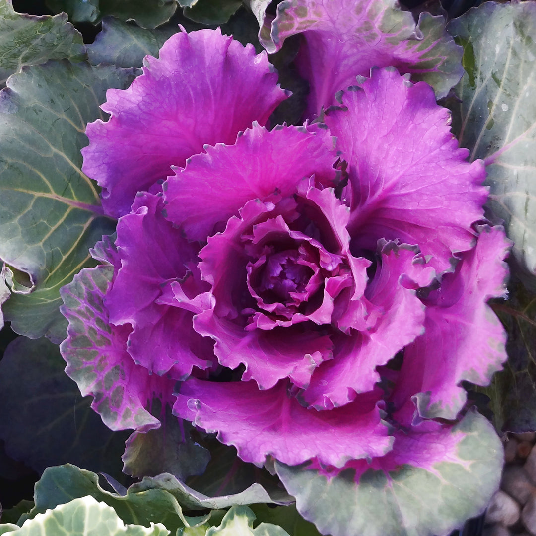 Brassica oleracea (Acephala Group) 'Color Up Purple' ~ Color Up Purple Ornamental Cabbage-ServeScape