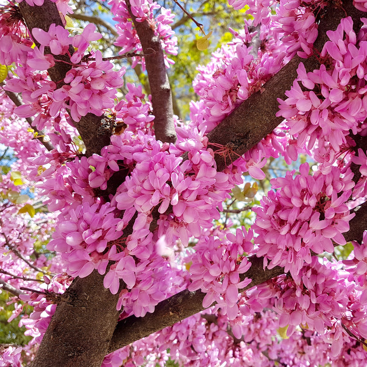 Cercis canadensis 'Pink Heartbreaker' ~ Pink Heartbreaker® Redbud-ServeScape