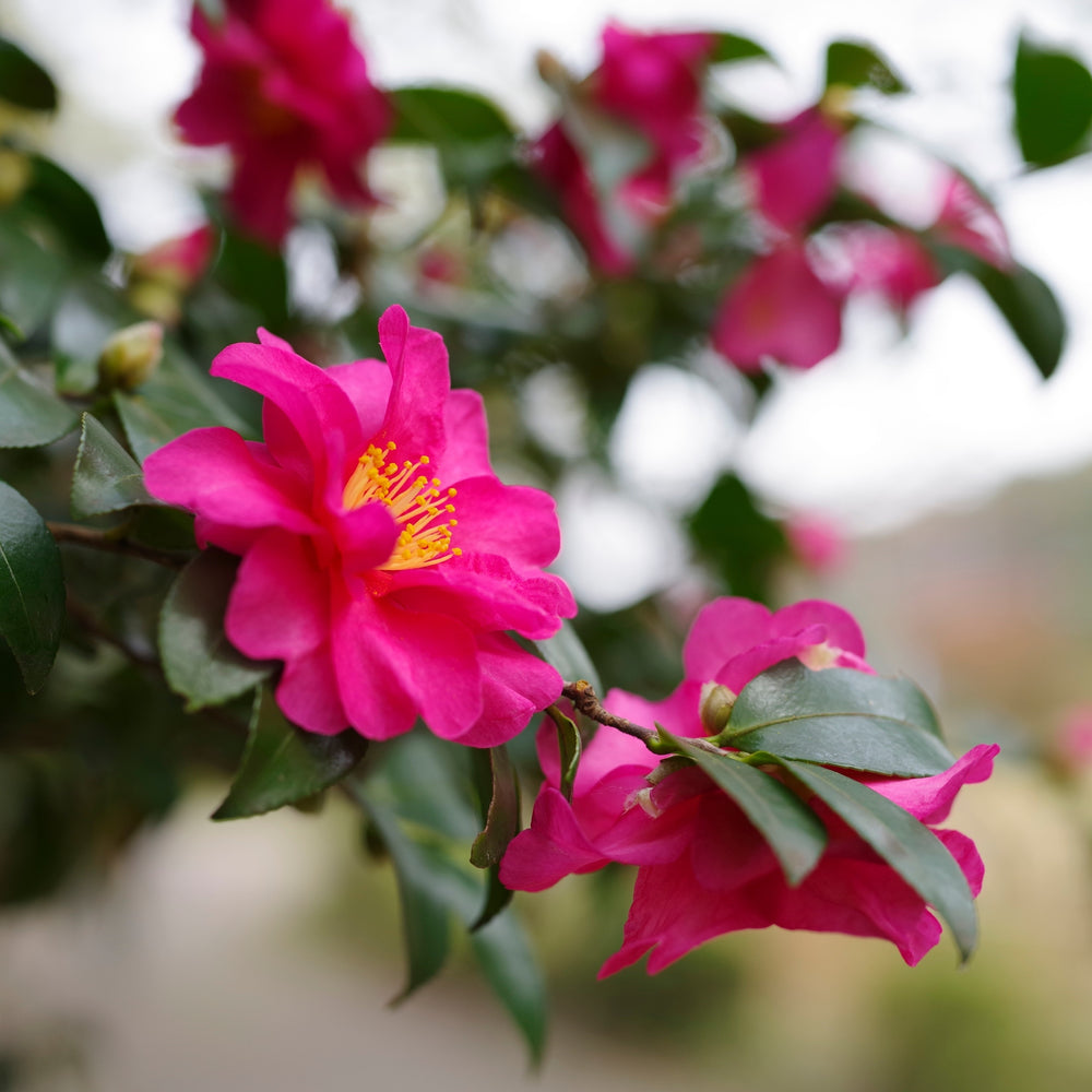 Camellia sasanqua 'Brandy's Temper' ~ Brandy's Temper Camellia-ServeScape