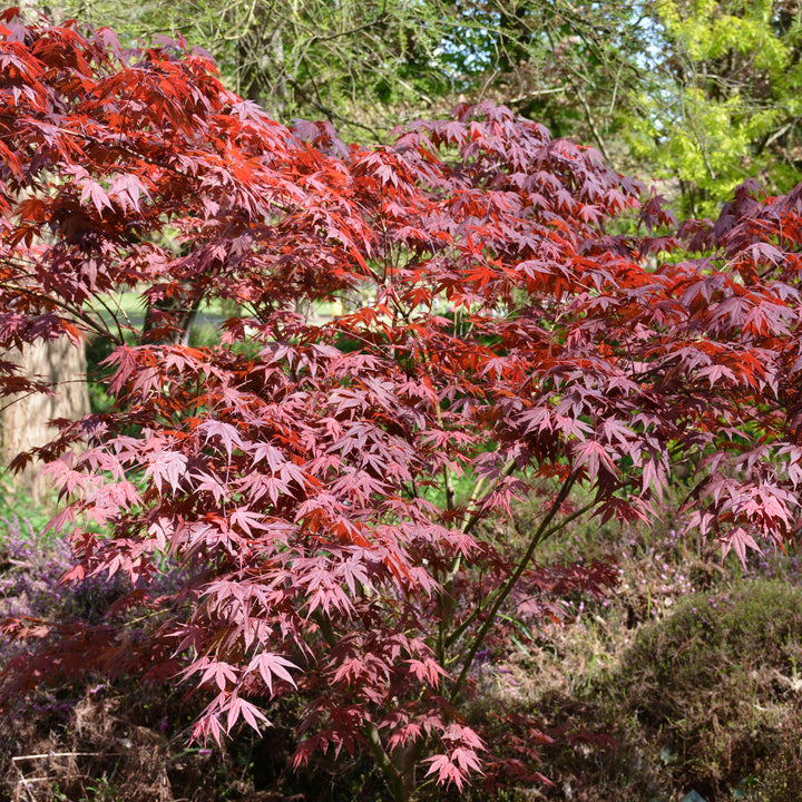 Acer palmatum 'Trompenburg' ~ Trompenburg Maple-ServeScape