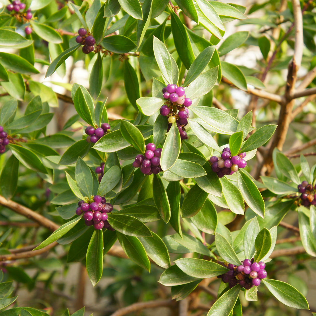 Daphne odora 'Sweet Amethyst' ~ Sweet Amethyst Winter Daphne-ServeScape