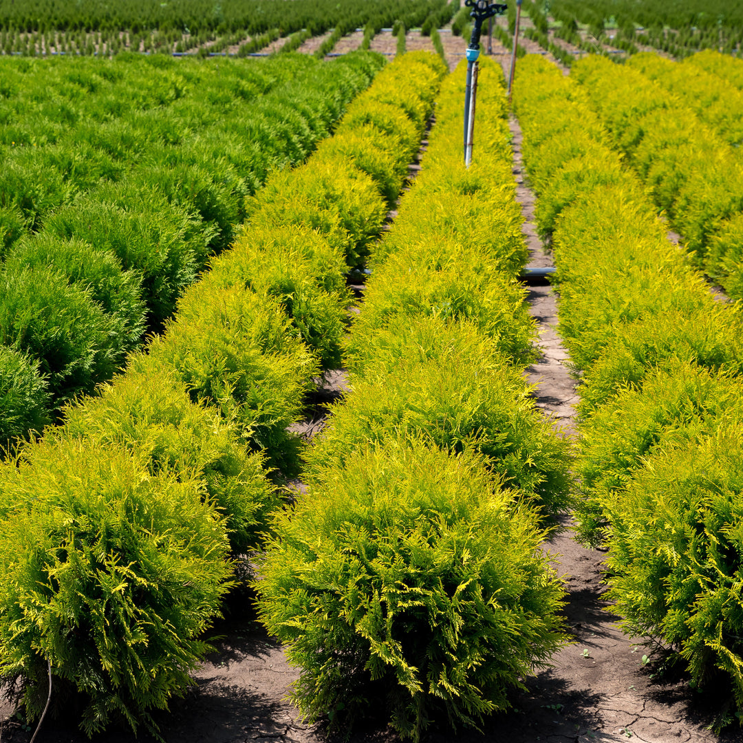 Thuja occidentalis 'Harvest Moon' ~ Harvest Moon Arborvitae-ServeScape