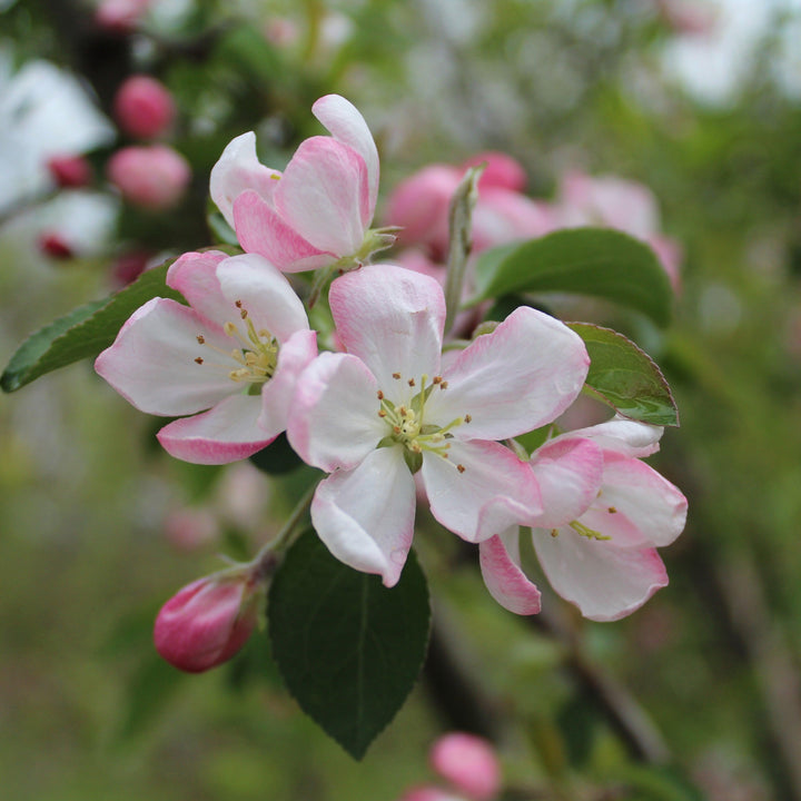 Malus 'Red Jade' ~ Red Jade Weeping Crabapple-ServeScape