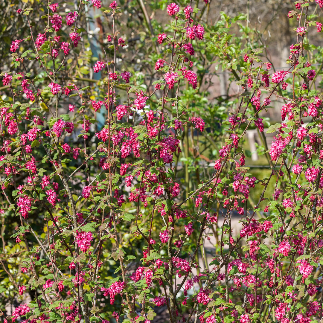 Ribes sanguineum 'King Edward VII' ~ King Edward VII Flowering Currant-ServeScape