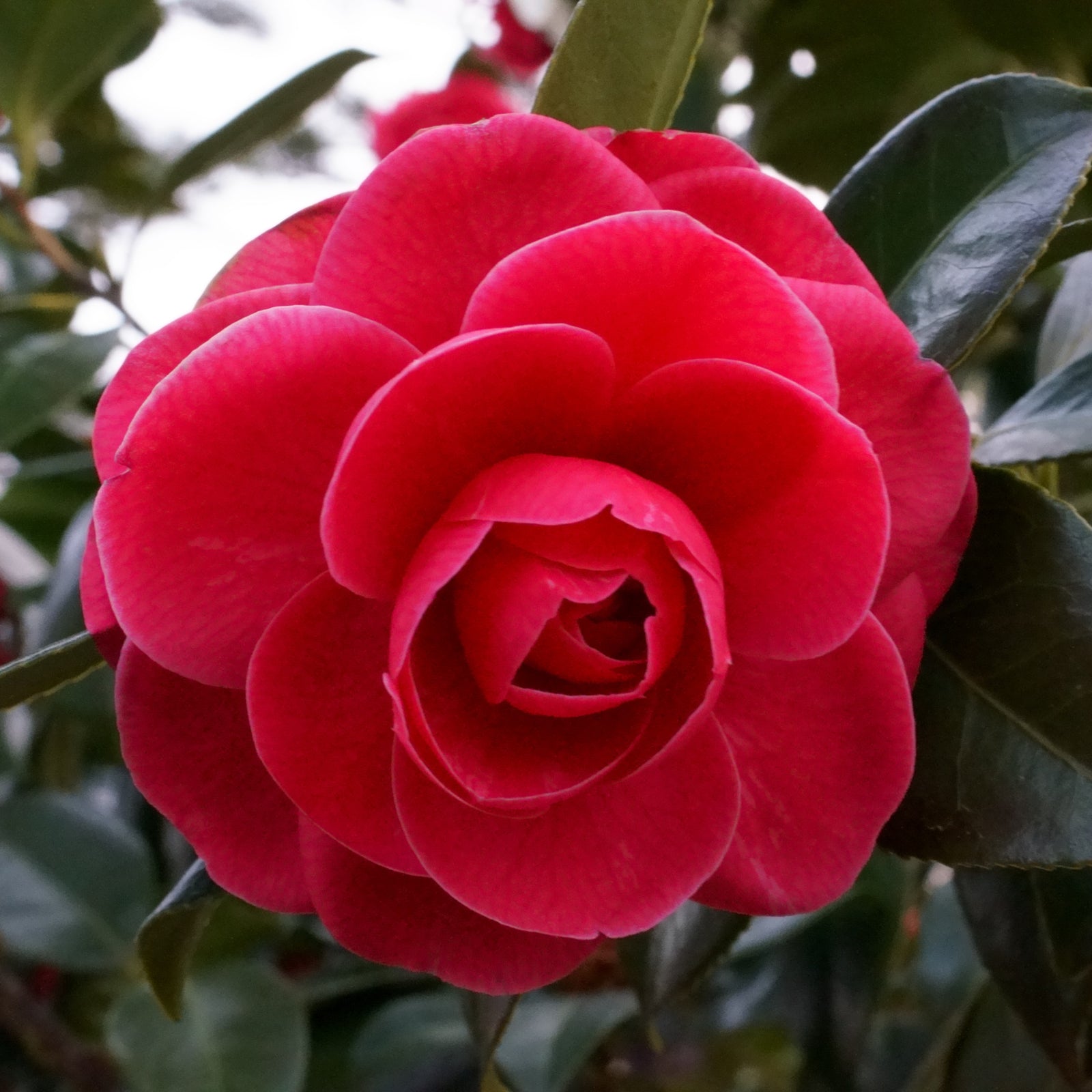 Camellia japonica 'Hilda Honeycutt' ~ Hilda Honeycutt Camellia-ServeScape