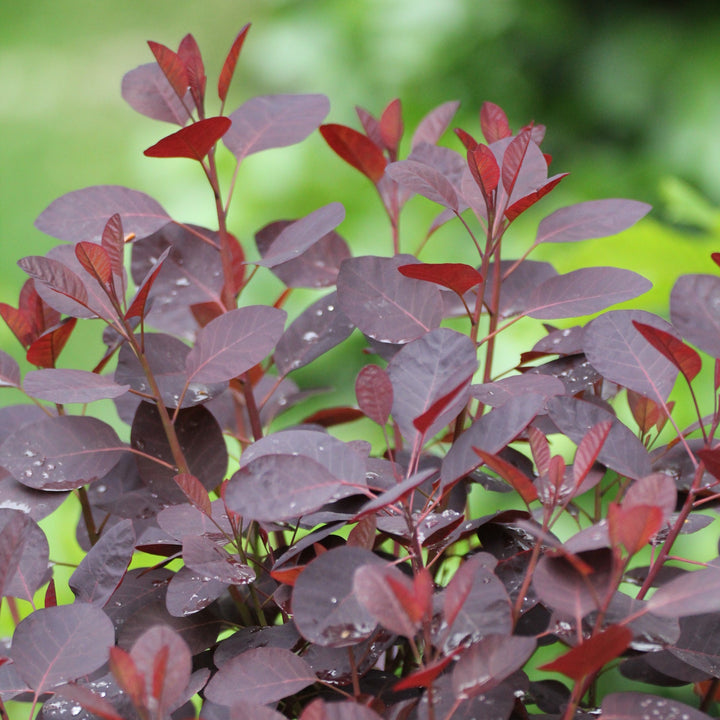 Cotinus coggygria 'Cotsidh5' ~ Velveteeny™ Dwarf Purple Smoke Bush-ServeScape