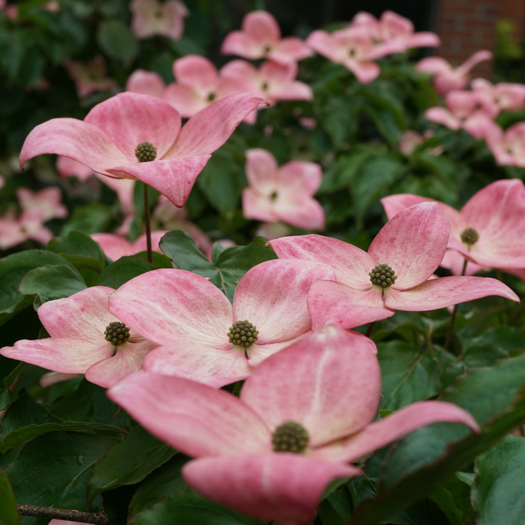 Cornus kousa 'Schmred' ~ Heart Throb® Dogwood-ServeScape