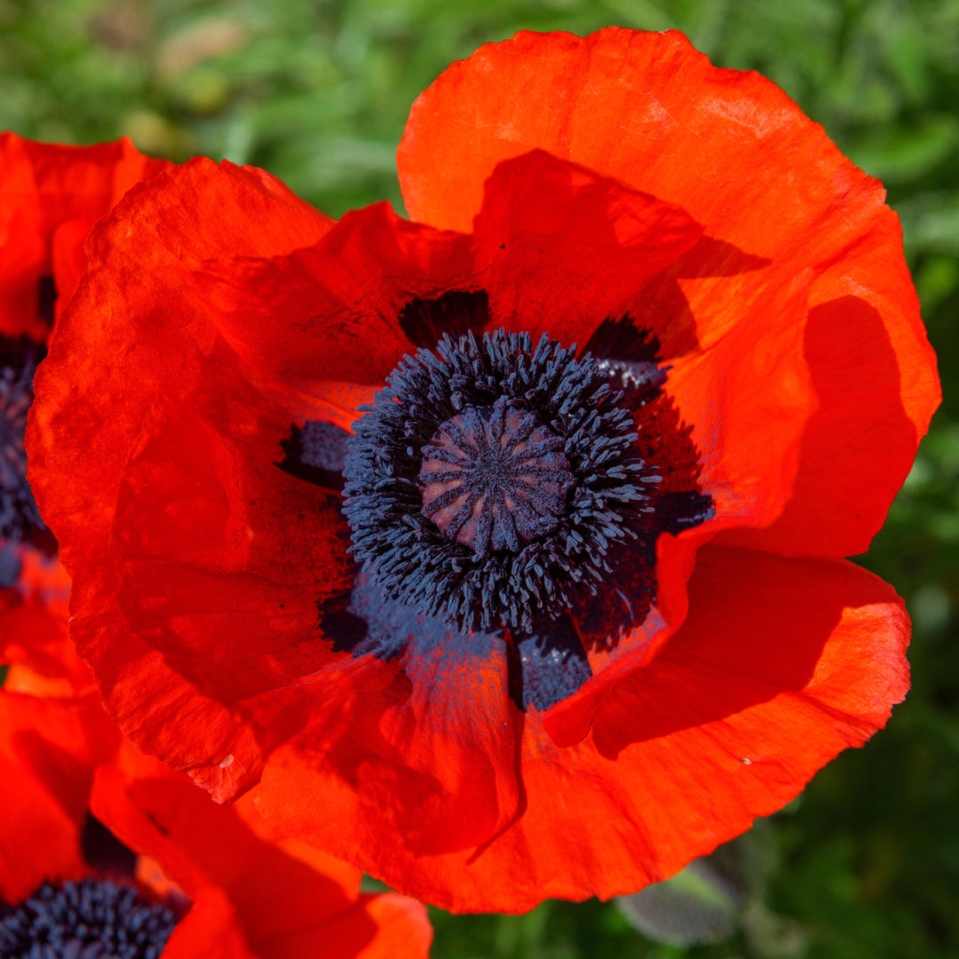 Papaver orientalis 'Brilliant' ~ Brilliant Poppies-ServeScape