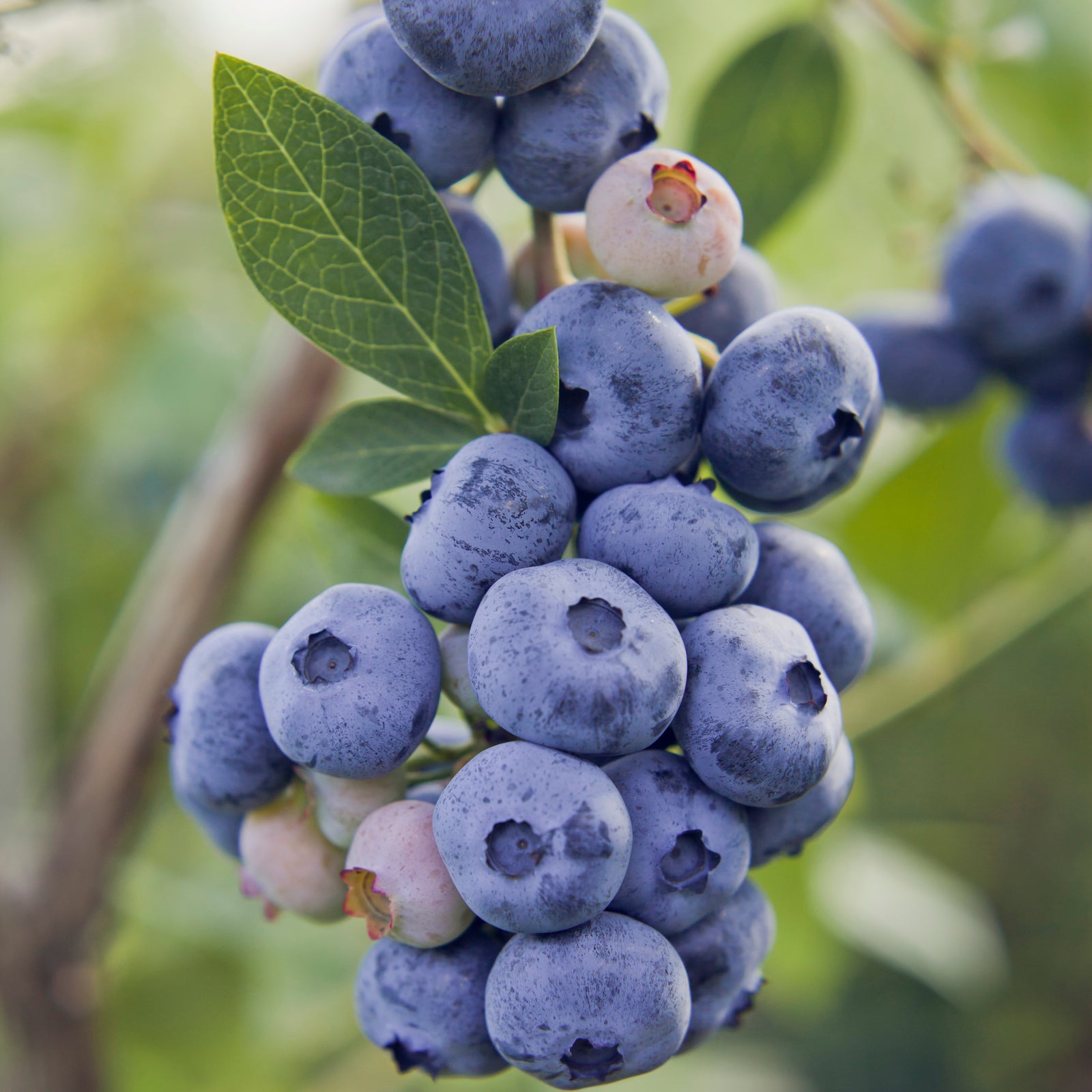 Vaccinium corymbosum 'Windsor' ~ Windsor Blueberry-ServeScape