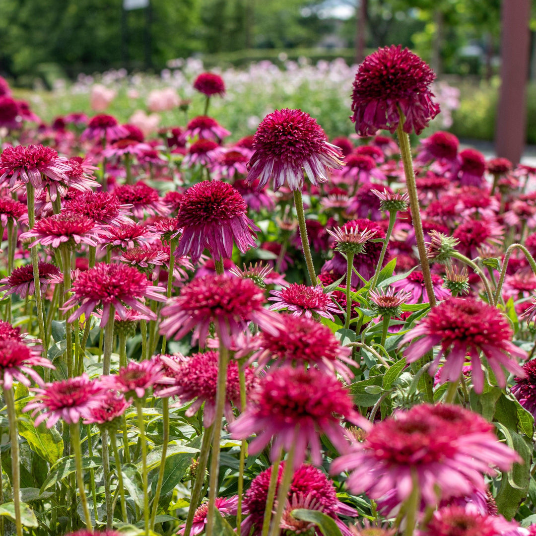 Echinacea 'Noortdeli' ~ Delicious Candy® Coneflower-ServeScape
