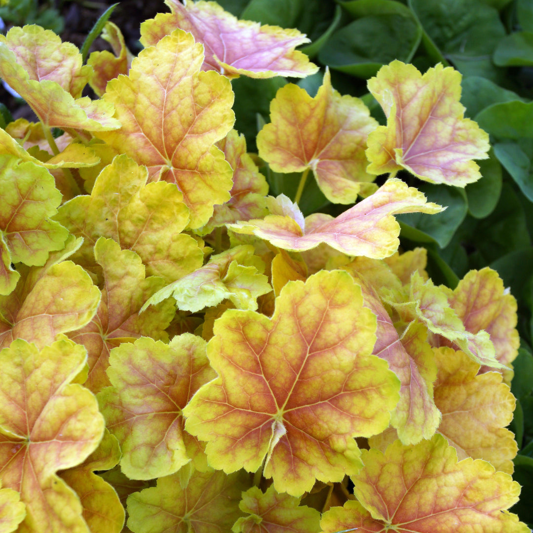 Heuchera 'Tiramisu' ~ Tiramisu Coral Bells-ServeScape