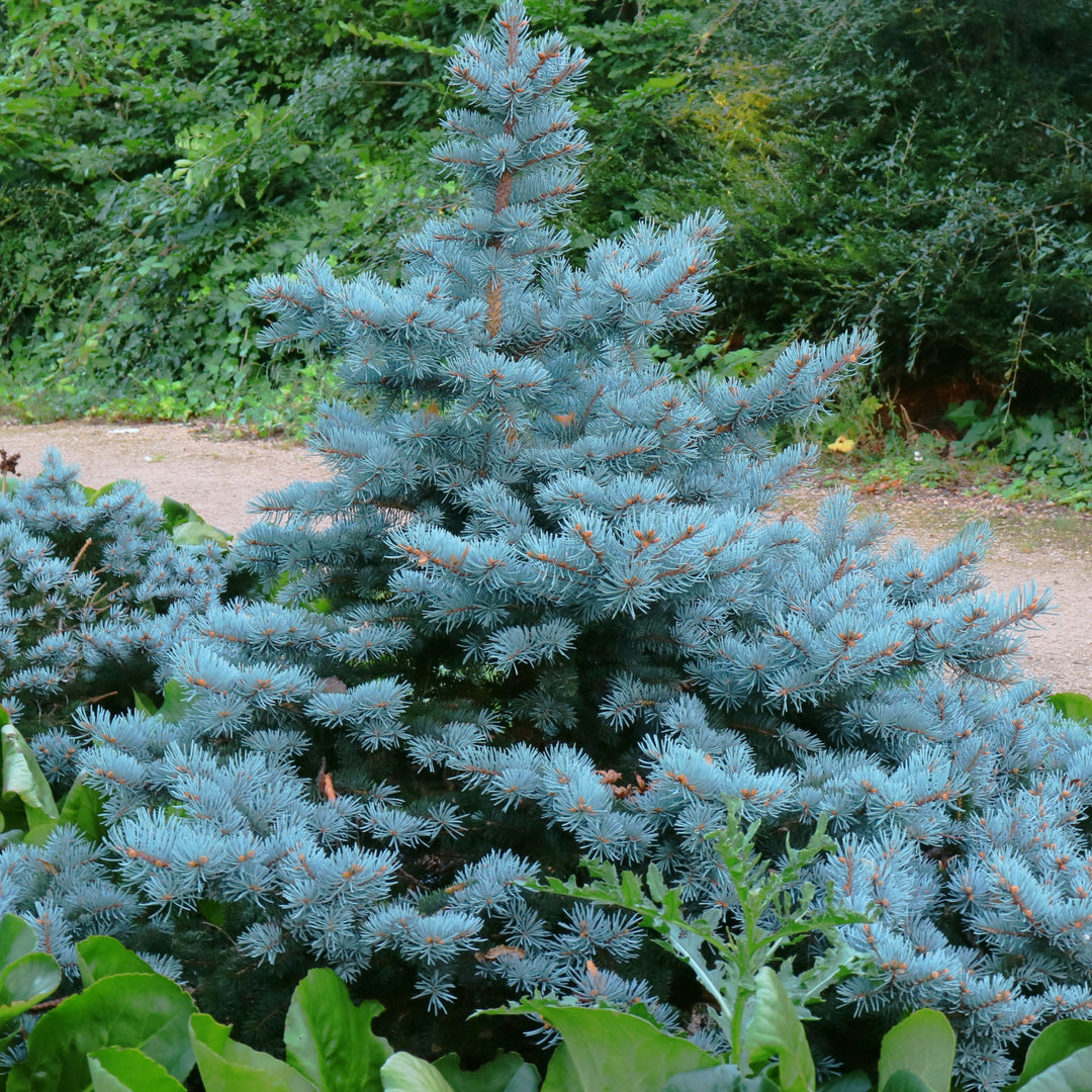 Picea pungens 'Baby Blue' ~ Baby Blue Spruce-ServeScape