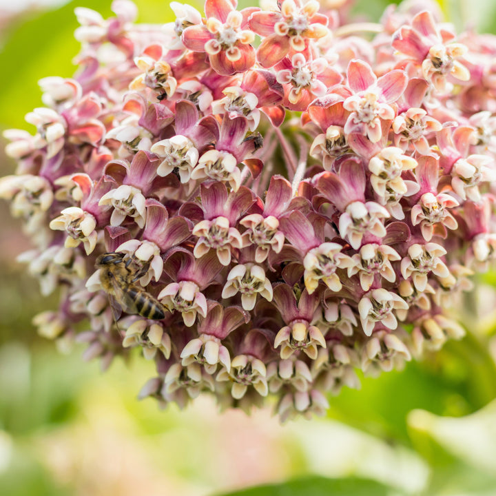 Asclepias incarnata 'Soul Mate' ~ Soul Mate Swamp Milkweed-ServeScape
