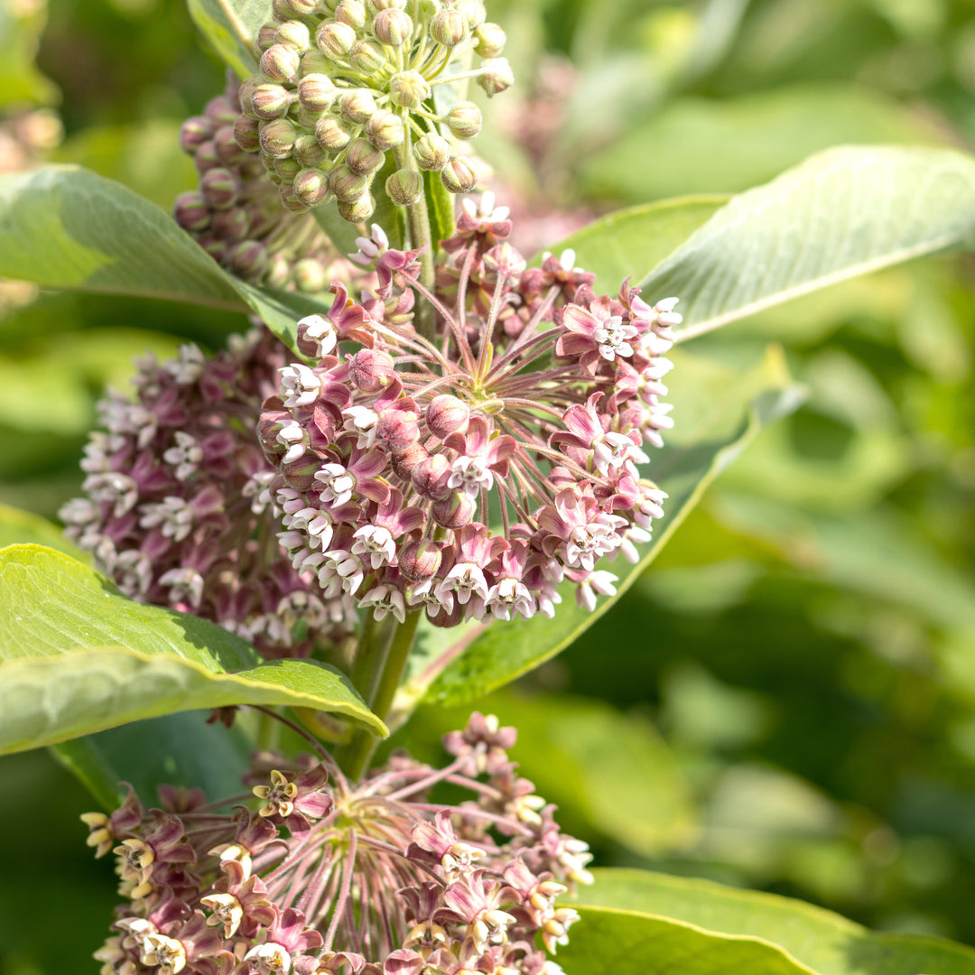 Asclepias incarnata 'Soul Mate' ~ Soul Mate Swamp Milkweed-ServeScape