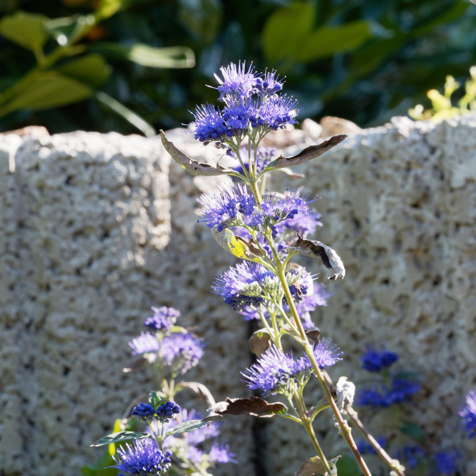 Caryopteris x clandonensis ‘Longwood Blue' ~ Longwood Blue Bluebeard-ServeScape