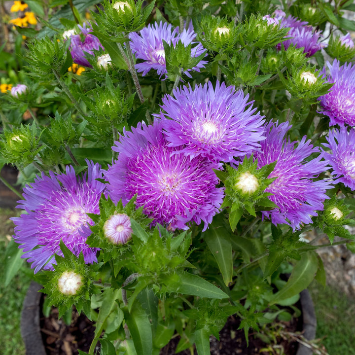 Stokesia laevis 'Purple Parasols' ~ Purple Parasols Aster-ServeScape