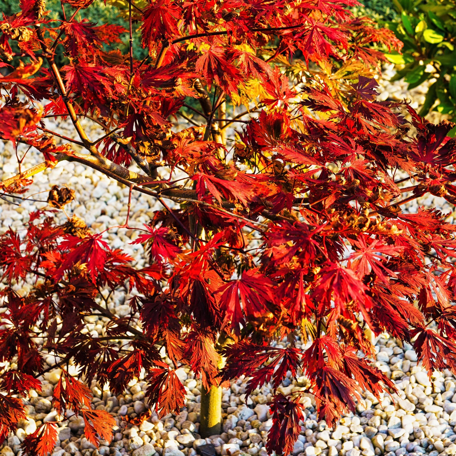 Acer palmatum dissectum 'Orangeola' ~ Orangeola Japanese Maple-ServeScape