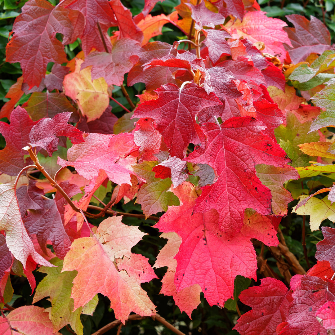 Hydrangea quercifolia 'Bocotoso' ~ Toy Soldier™ Oakleaf Hydrangea-ServeScape