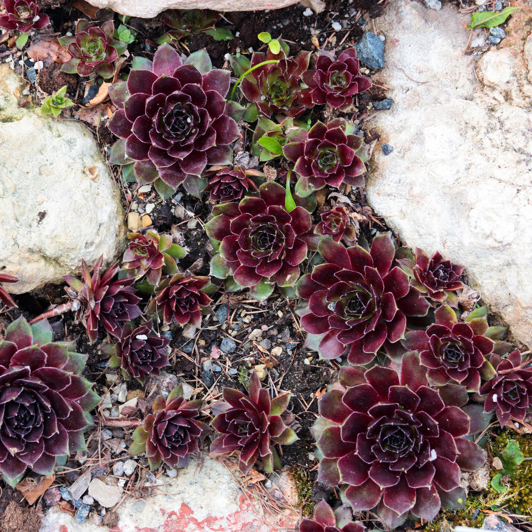 Sempervivum 'Arno' ~ Arno Hens and Chicks