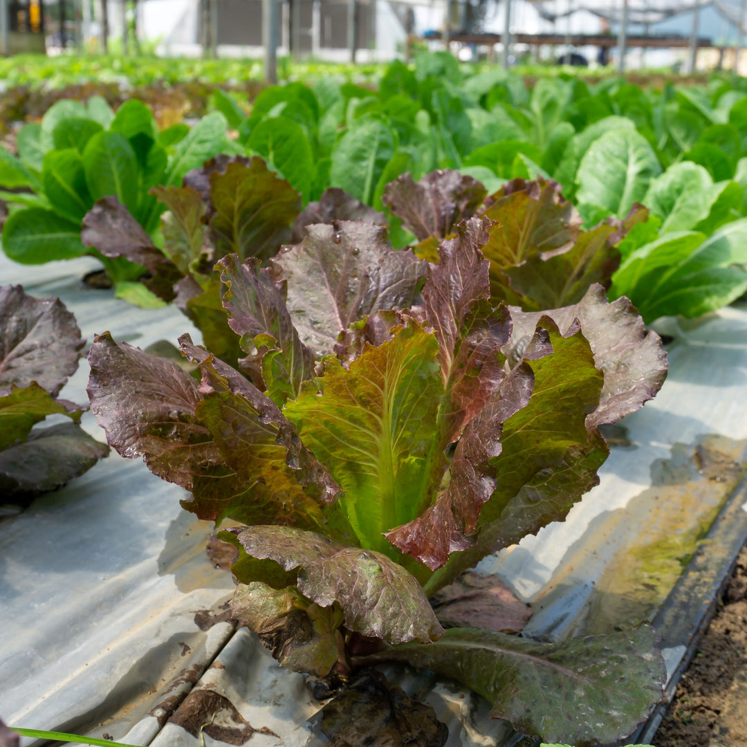 Lactuca sativa 'Red Oak Leaf' ~ Red Oak Leaf Lettuce-ServeScape