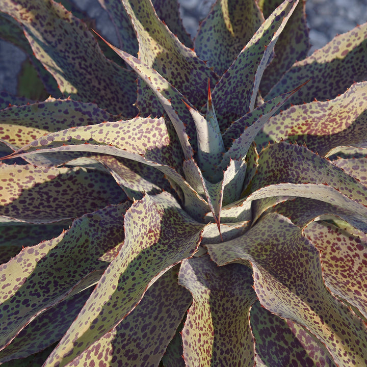 Mangave 'Spotty Dotty' PP29,917 ~ Monrovia® Spotty Dotty Mangave-ServeScape