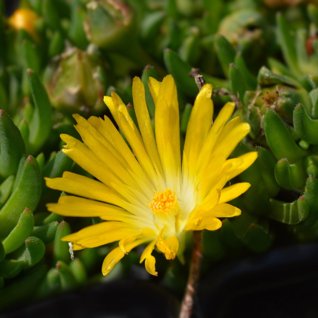 Delosperma basuticum ~ White-eyed Ice Plant-ServeScape