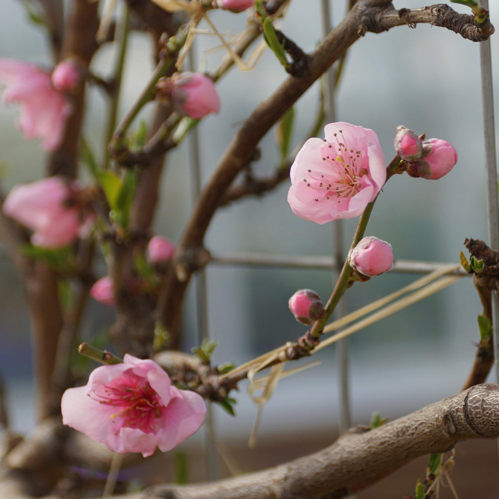 Prunus persica var. nucipersica 'Fantasia' ~ Fantasia Nectarine-ServeScape