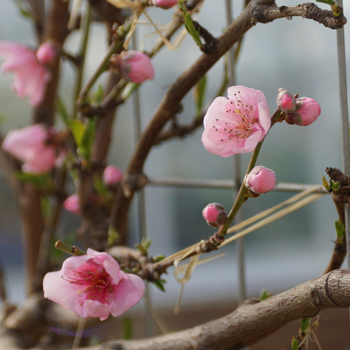 Prunus persica var. nucipersica 'Fantasia' ~ Fantasia Nectarine-ServeScape