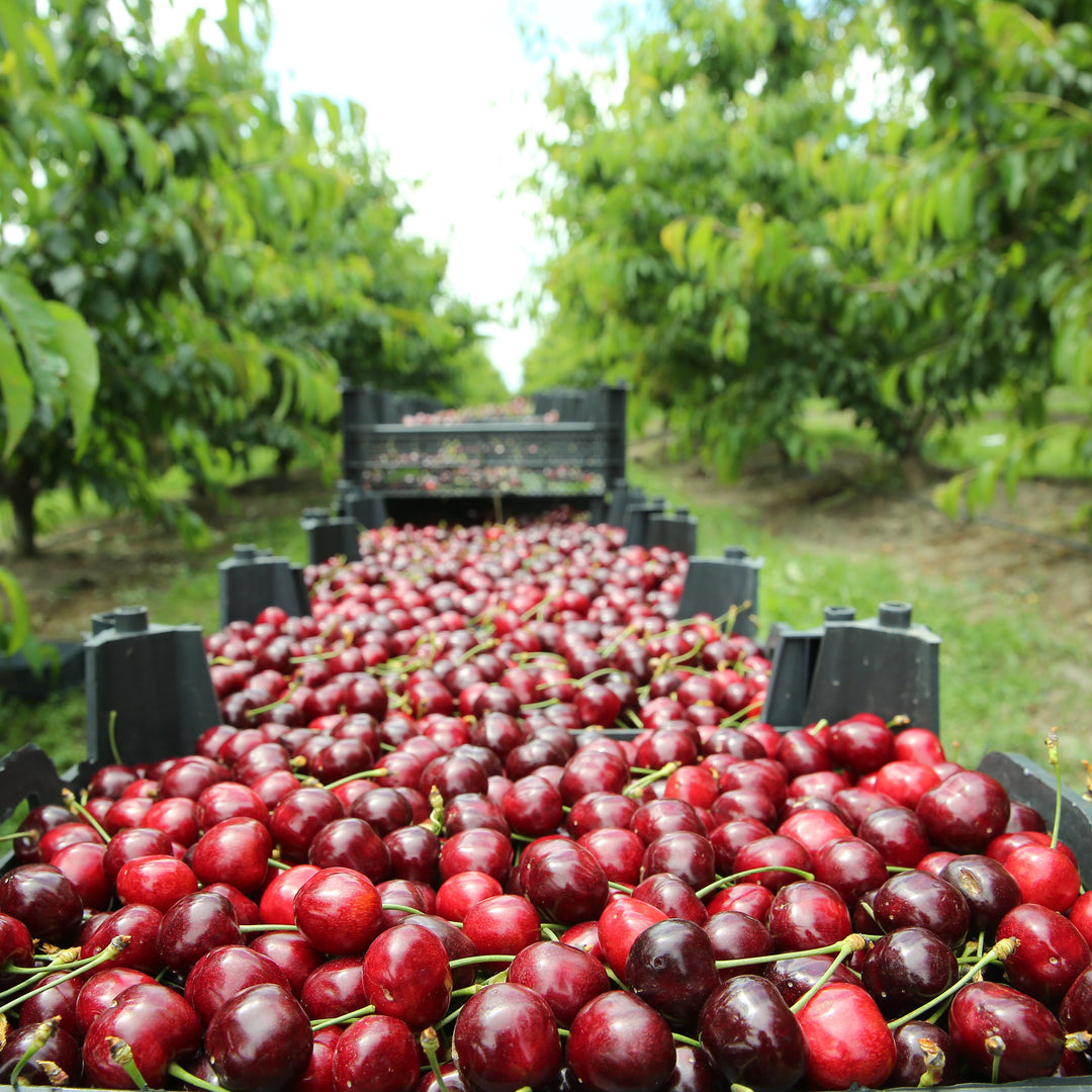 Prunus avium 'Lapins' ~ Lapins Sweet Cherry-ServeScape