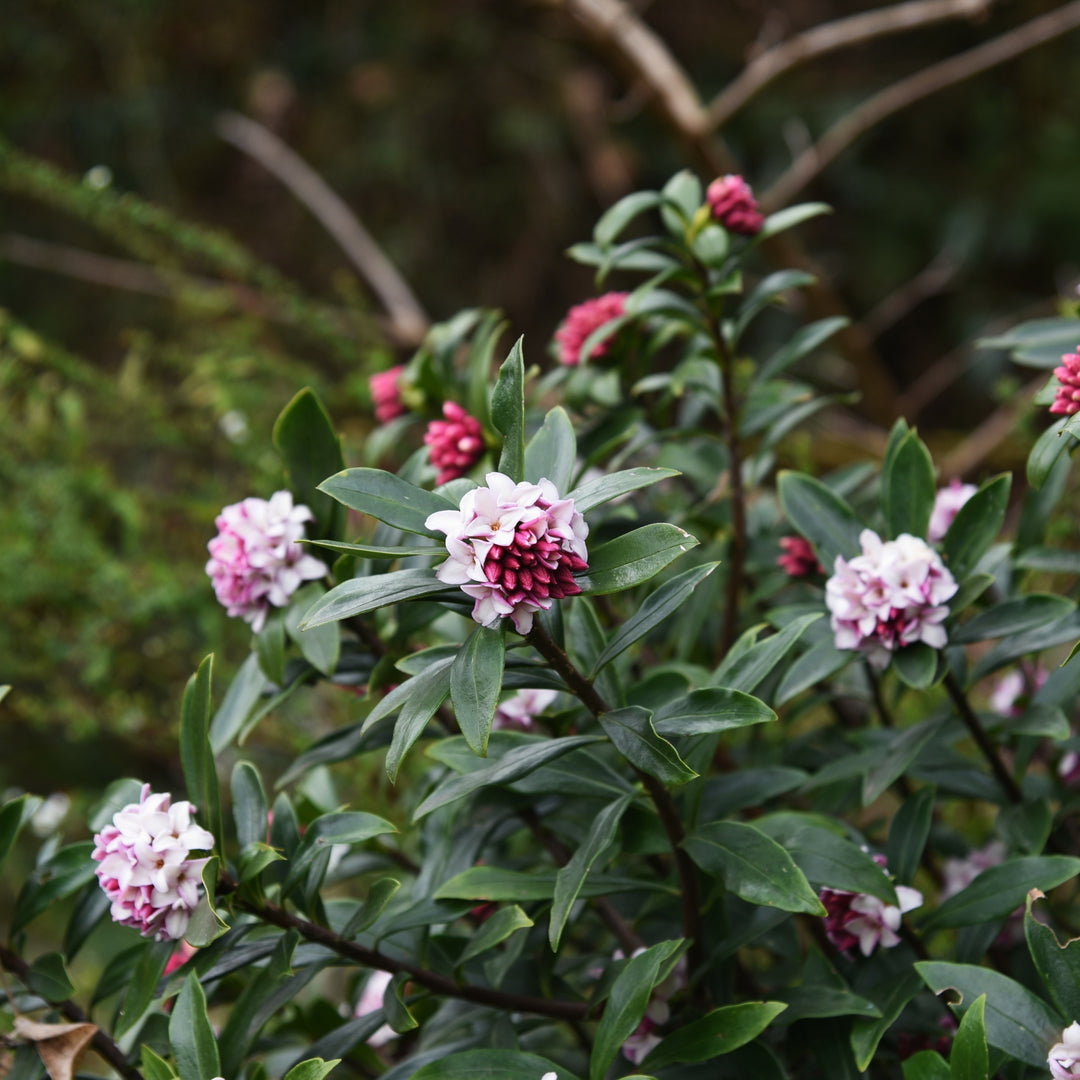 Daphne odora 'Greenleaf Pink' ~ Greenleaf Pink Winter Daphne-ServeScape